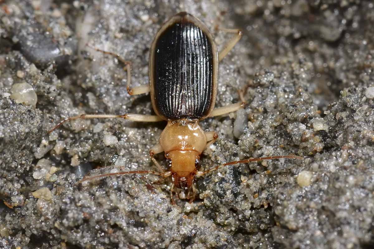 Nebria psammodes  (Carabidae) -  Avigliana (TO)